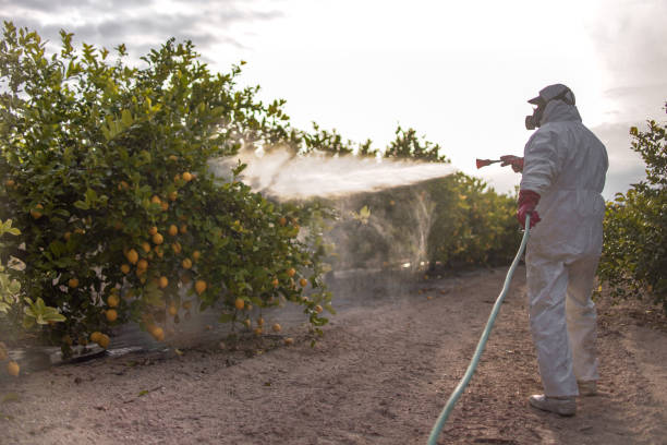 Best Rat Extermination Near Me  in Ashland, CA