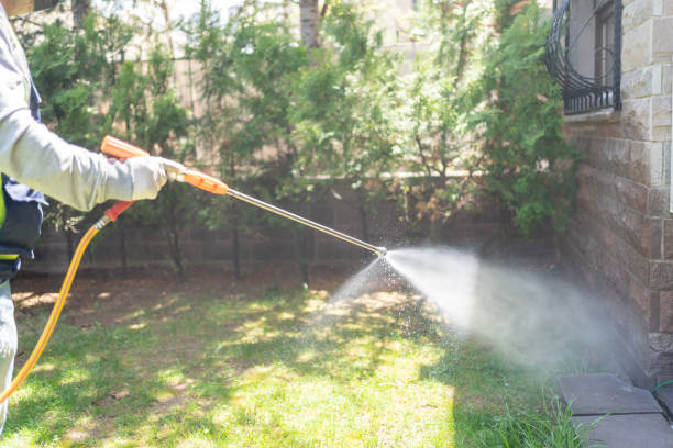 Best Wasp Removal Services  in Ashland, CA