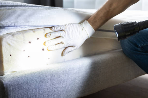 Best Pest Control Near Me  in Ashland, CA