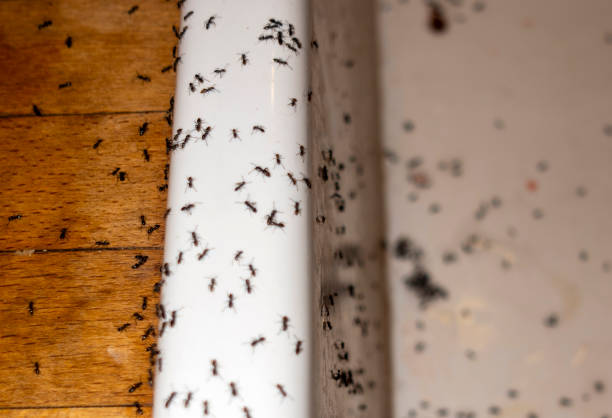 Best Bed Bug Extermination  in Ashland, CA