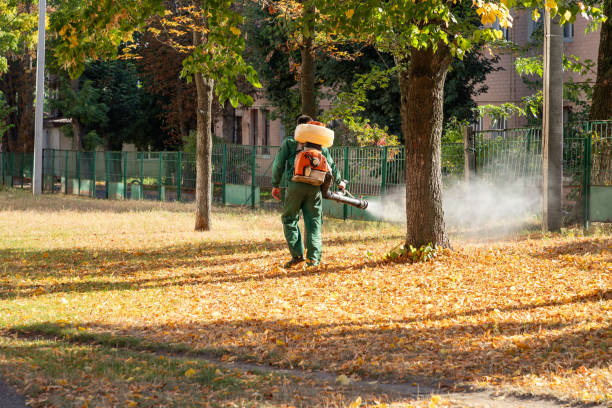 Best Termite Control Services  in Ashland, CA